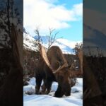 Moose Grumpy le légendaire roi d'Alaska #bullmoose #moose #mooserack