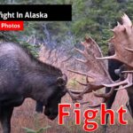 Un combat d'orignaux en Alaska est un spectacle rare et magnifique!