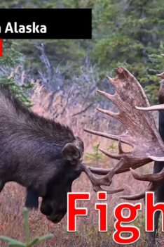 Un combat d'orignaux en Alaska est un spectacle rare et magnifique!