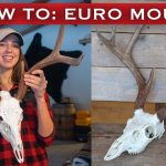 Comment monter un crâne de cerf en Europe