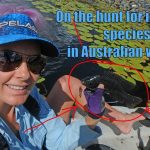 Espèces de poissons envahissantes en Australie
