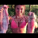 NOODLING DE POISSON : Comment nettoyer un poisson-chat ?