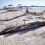 Tampa RED TIDE 2021 - Le pire massacre de poissons alimenté par l'homme depuis des années - EXPLIQUÉ