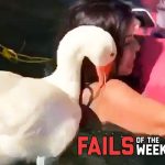 Un canard attaque un poussin ! Fails de la semaine | FailArmy