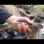 Pêche à la truite | Au Québec coule une rivière | Épisode 8