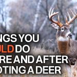 7 choses à faire avant et après avoir abattu un cerf