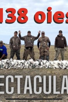 Chasse à l’oie blanche ( 2e partie ) snow goose hunting