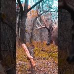 CRAZY REVERSE ANGLE FOOTAGE of HUGE Buck (Does he get him ?!?)