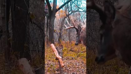 CRAZY REVERSE ANGLE FOOTAGE of HUGE Buck (Does he get him ?!?)