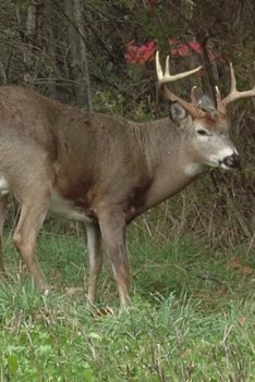 Comment identifier et chasser les aires de repos des cerfs | Deer & Deer Hunting TV
