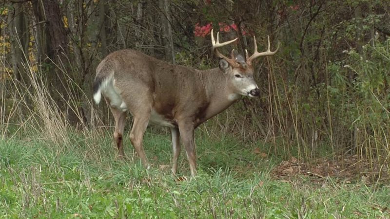 Comment identifier et chasser les aires de repos des cerfs | Deer & Deer Hunting TV