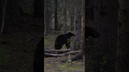 Cet ours noir n'a pas craint l'appareil photo !