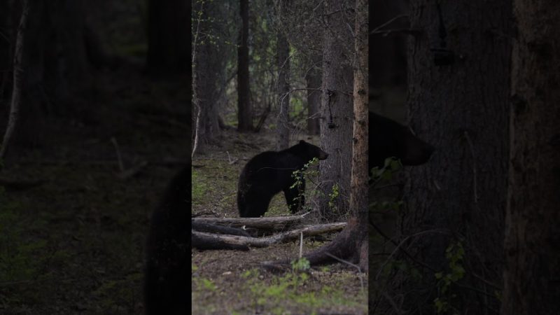 Cet ours noir n'a pas craint l'appareil photo !