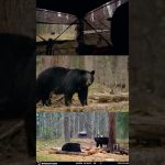 Chasse à l'ours noir avec TROIS angles de caméra !