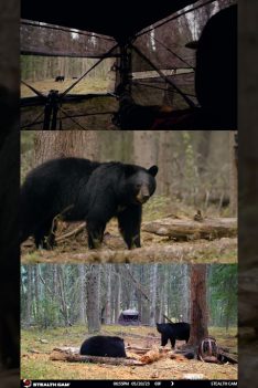 Chasse à l'ours noir avec TROIS angles de caméra !