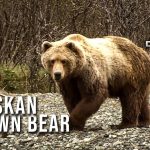 La photo d'une vie ! L'ours brun d'Alaska de Nicole