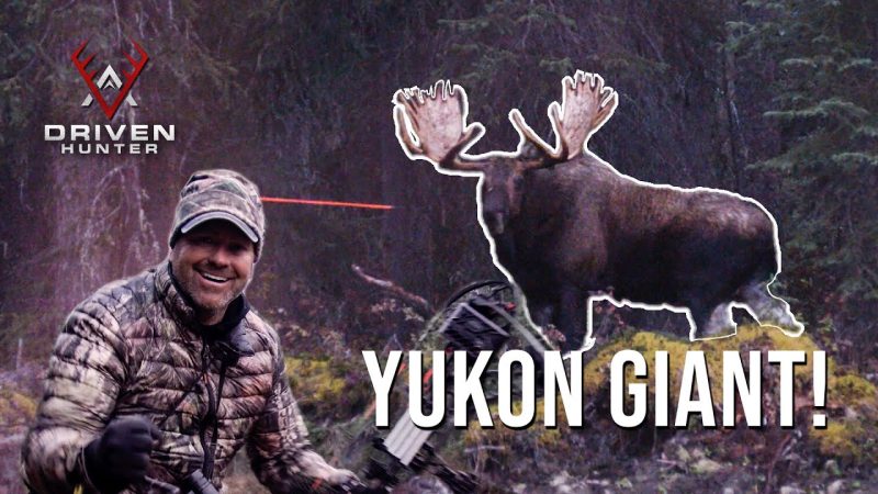 Nous avons fait venir un orignal géant du Yukon !