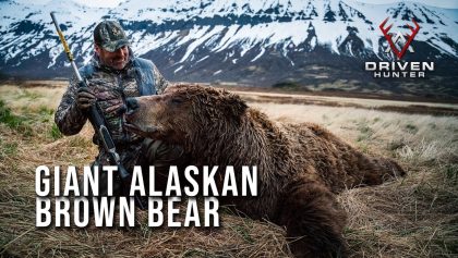 Ours brun géant de la péninsule de l'Alaska