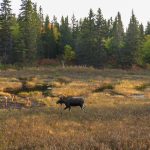 Rage Hypodermic Broadheads - Moose Kill Shots