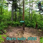 Trappage au Québec | Piégeage de l'ours noir 2022