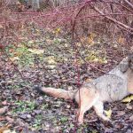 Trappage du coyote au collet 2011-11-12