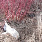 Trappage du coyote au collet 2011-11-13