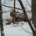 Trappage du coyote au collet 2011-12-11