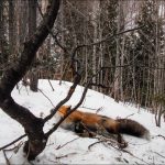 Trappage du renard au collet 2012-01-17