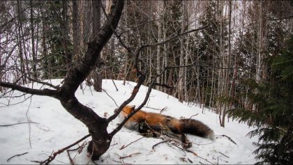 Trappage du renard au collet 2012-01-17