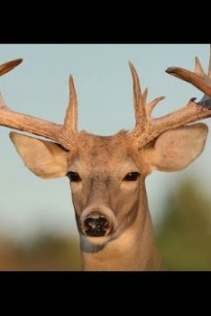 Les 10 meilleurs États pour la chasse au cerf - et les pires !