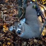 Chasse au chevreuil / 2015 / Hunting Big Deer