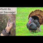 Chasse d'ouverture du dindon - Quebec Turkey Opener