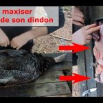 Comment maximiser la viande d'un dindon sauvage, débitage - Maximizing Wild Turkey Meat
