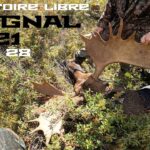 Chasse à l'Orignal - TERRITOIRE LIBRE - Zone 28 - Arbalète - 2021 - Moose hunting - Québec - Canada