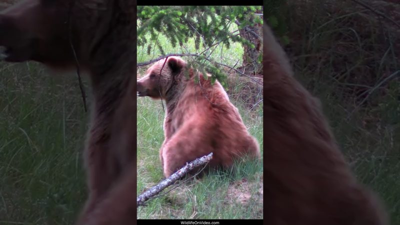 Ce grand grizzly peut se déplacer !  Essayer d'attraper des écureuils terrestres