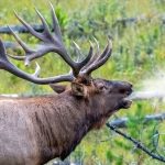 Elk Bulls Bugling During the Rut (Les mâles élaphes claironnent pendant le rut)
