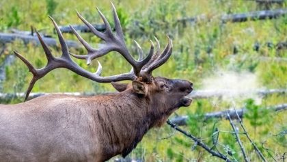 Elk Bulls Bugling During the Rut (Les mâles élaphes claironnent pendant le rut)
