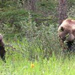 Famille de grizzlis mangeant des baies dans le parc national Jasper