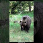 La mère et le petit d'un énorme grizzli s'approchent
