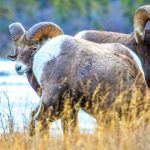 La saison du rut du mouflon commence dans les Rocheuses canadiennes