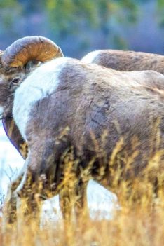 La saison du rut du mouflon commence dans les Rocheuses canadiennes
