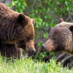 L'accouplement des grizzlis dans les Rocheuses canadiennes