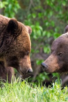 L'accouplement des grizzlis dans les Rocheuses canadiennes