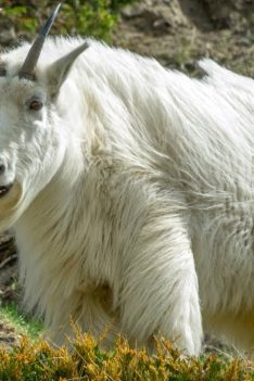 Les chèvres des montagnes Rocheuses descendent avec leurs manteaux d'hiver