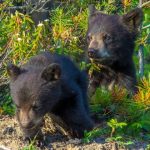 Les oursons jouent à se battre et deviennent agressifs dans les Rocheuses canadiennes