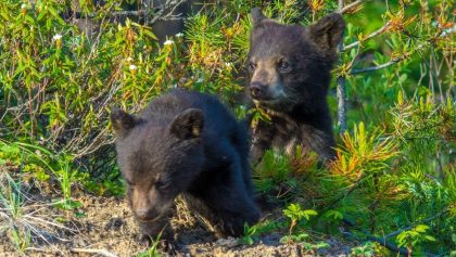 Les oursons jouent à se battre et deviennent agressifs dans les Rocheuses canadiennes