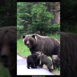On ne sait jamais ce qui peut effrayer une mère grizzly avec ses petits