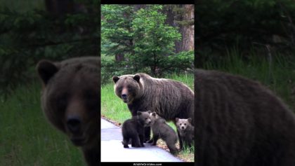 On ne sait jamais ce qui peut effrayer une mère grizzly avec ses petits