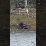 Un grand grizzly arrache la viande d'un énorme orignal