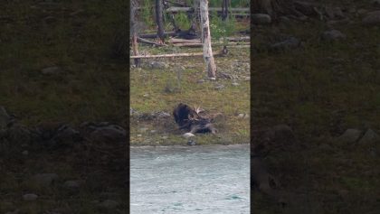 Un grand grizzly arrache la viande d'un énorme orignal